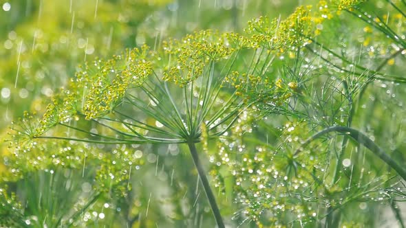 Inflorescence of Dill Under Rain