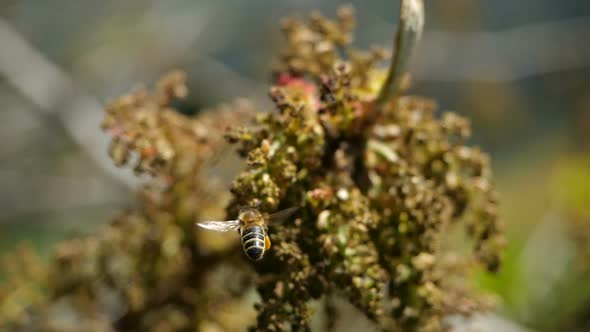 Bee Collects Nectar From Blossoming Exotic Plants of Canary Islands. Close-up of a Flying Bee in