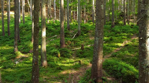 Spring Forest Sunny Magical Powerful Green Trees in the Morning Time The Sun's Rays Pass Through the