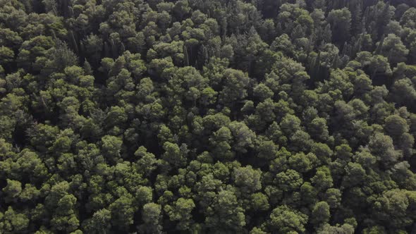 NATURE TREES FROM ABOVE DRONE FOOTAGE 