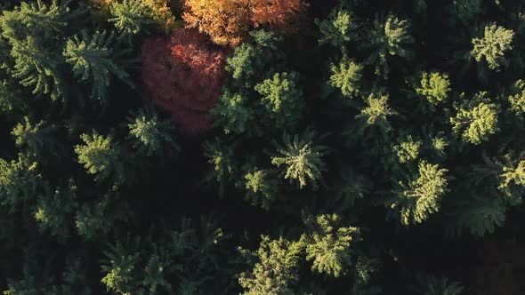 Slow flight over autumn colored trees in 4K as top down aerial view.