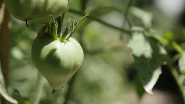 Young Solanum lycopersicum product plantation in the garden 4K 2160p 30fps UltraHD footage - Close-u