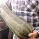 Farmers hold a large Large Ripe and Fresh organic bio Zucchini food background at - VideoHive Item for Sale