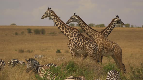 Three giraffes standing next to a dazzle of zebras