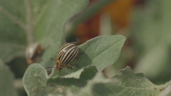 Two Colorado Striped Beetles  Leptinotarsa Decemlineata