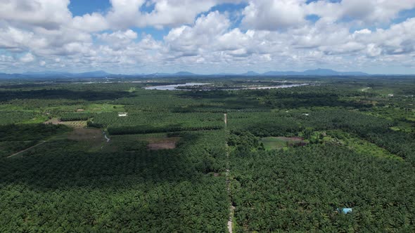 Aerial View of The Palm Oil Estates