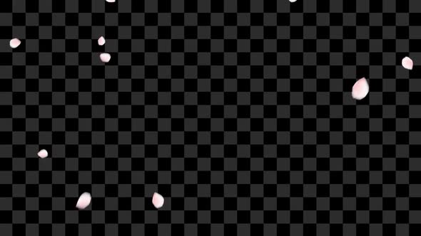 Sakura Petals Falling alt