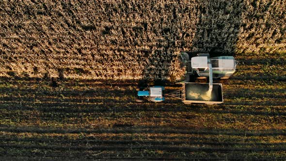 Combine Harvesting Corn for Silage and Loading a Double Trailer Truck, Aerial Top View