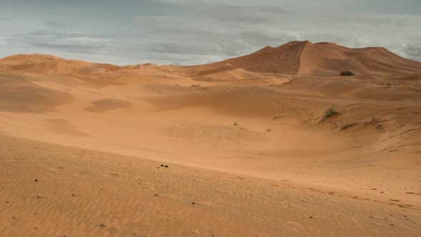 Merzouga Camel 01