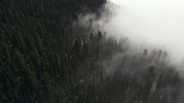 Aerial View of a Beautiful Summer Coniferous Forest Shrouded in Mist at Dawn