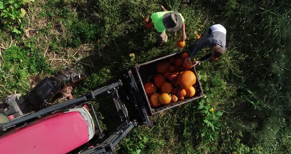 Overhead shot of two farmers collecting pumpkins and putting them into a bin on the front of a tract