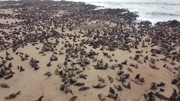 Aerial shot of the seal colony on the beach, big ocean waves on the background