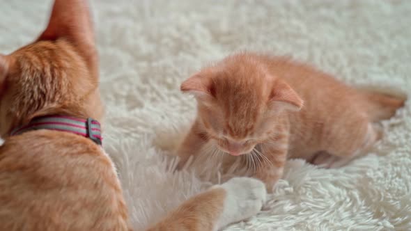 Cute Little Kittens on a Furry White Blanket