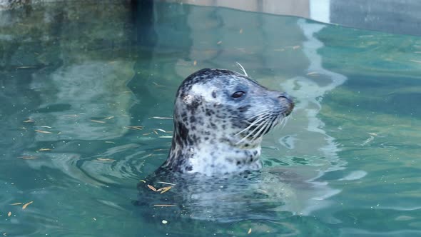 Harbor Seal (Phoca vitulina) with his head above blue water