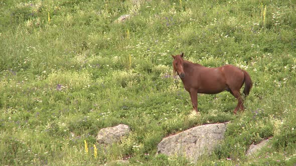 Beautiful brown horse swishing horsetail in a flowery meadow in the mountains