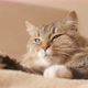 Cute cat lying and resting on bed on blanket in bedroom, concept lovely pets, domestic animals - VideoHive Item for Sale