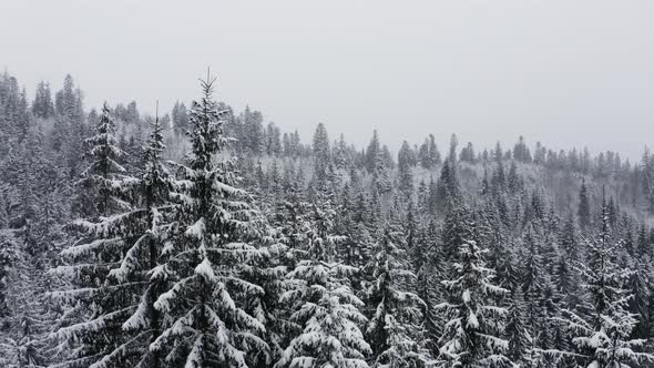 Magical winter forest from above. Winter nature mountains landscape. Flying over evergreen forest