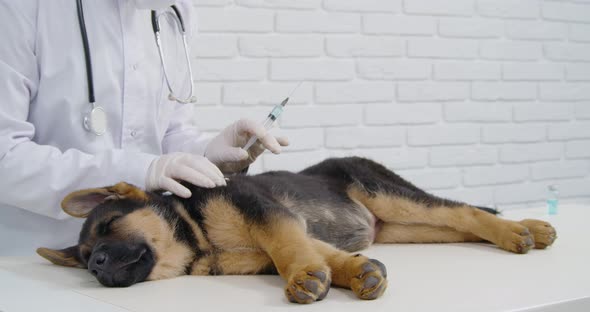 Male Veterinarian Doing Injection to Cute Sleepy Puppy