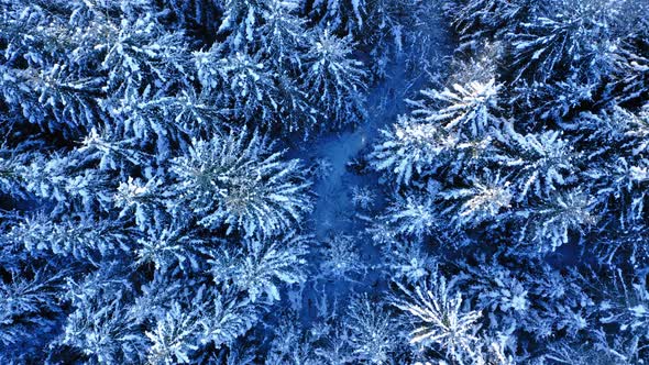 Snowy forest at winter. Aerial view of nature in Poland