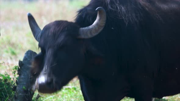 Close Up of Big Bull on a Pasture