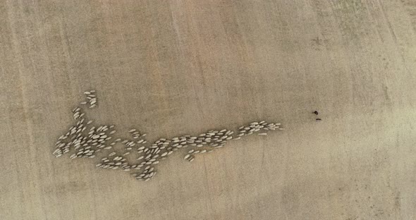 Drone overhead view of sheep herd moving. Top down view of sheep herd feeding on field