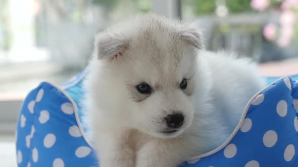 Cute Siberian Husky Puppies Lying In Pet Bed