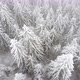Aerial drone view of beautiful winter scenery with pine trees covered with snow. - VideoHive Item for Sale