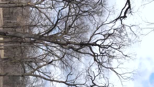 Vertical Video of the Forest with Trees Without Leaves