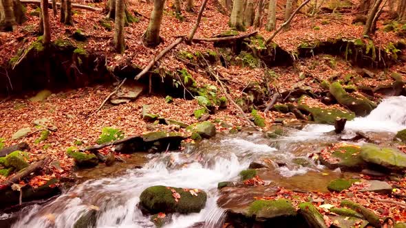 Footage of Wonderful Mountain Stream in the Shypit Karpat National Park