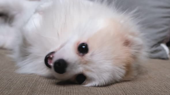 cute relax white hair pomeranian dog look at camera