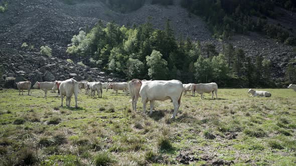 Static Shot of a Group of Cows Relaxing After Grazing in the Green Grass Meadow Over the Mountainous