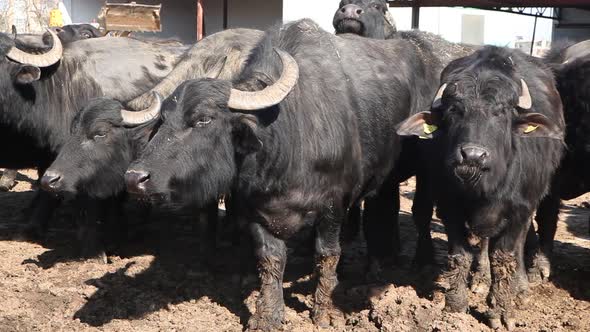 Buffaloes resting on the farm