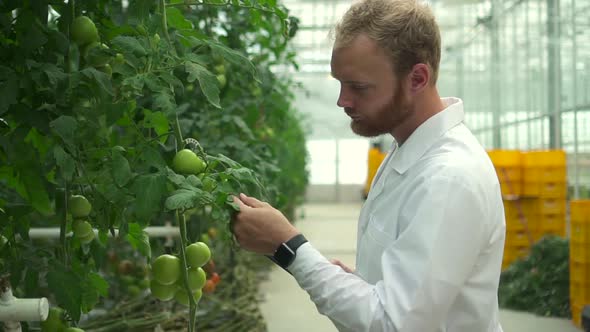 Man Agronomist Inspects Tomato Plants and Uses Tablet in Hydroponic Greenhouse Spbd