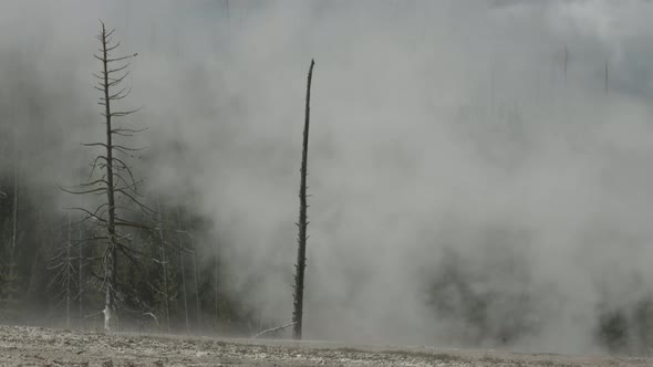 Steam and leafless trees