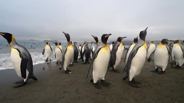 King Penguins on the Beach in South Georgia