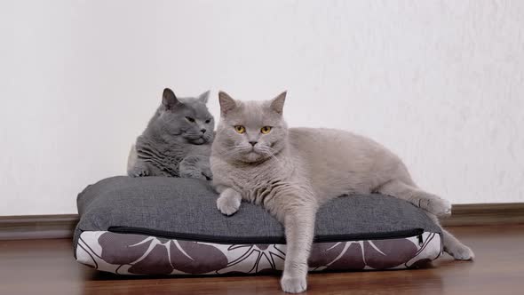 Two Gray Fluffy Cats Sitting on a Soft Pillow and Look at the Camera in Room