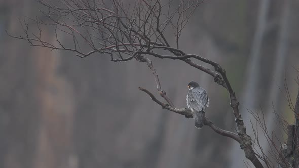 Peregrine Falcon Video Clip