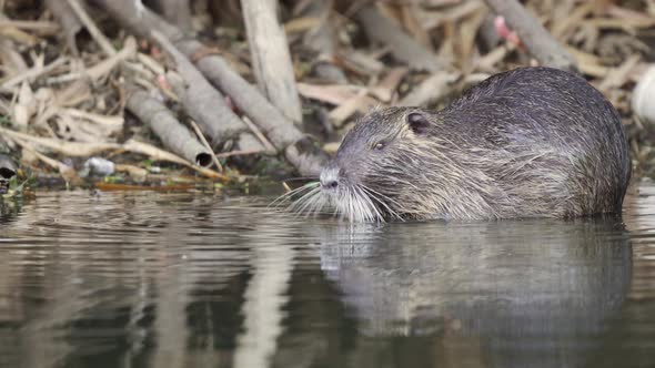 Profile view of a wild brown coypu, myocastor coypus busy eating in a swamp environment while anothe