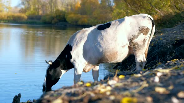 Spotted Black and White Cow Drink Water From River