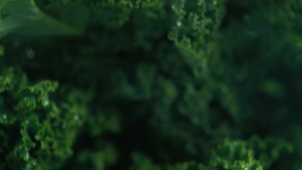 Water droplets on mustard green. Slow Motion. alt