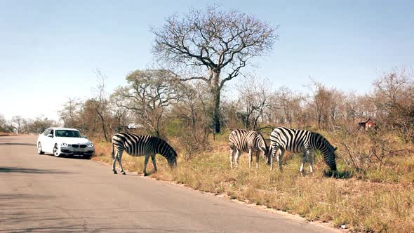 a group of zebras in africa