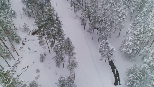 Winter Snow Pine Forest High Above. Camera Rising Revealing Ski Slopes