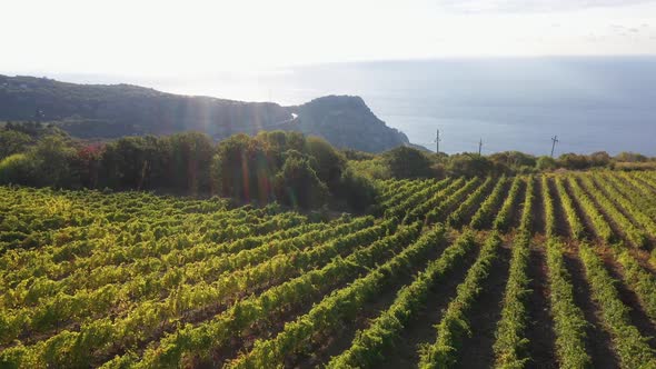 Aerial View of Vineyard Fields on the Hills and Sea Coast