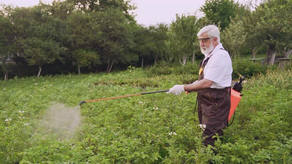 Senior Man Spraying with Chemicals Colorado Potato Beetle
