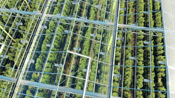 Plants Filmed Through the Glasslike Warmhouse Roof