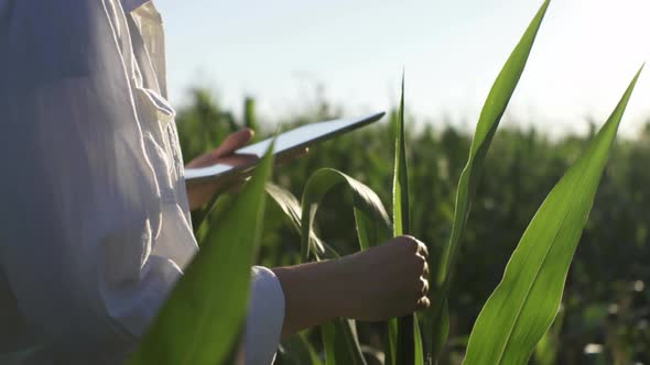 Girl Farmer Gardener Stands In A Corn Field In A White Shirt And Hat, Touches The Leaves