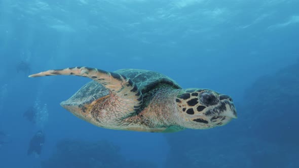 A close-up of a friendly Turtle glides over to look at a scuba diver before swimming away