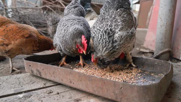 Chickens of Different Colors and Breeds Peck Wheat From the Feeder on the Street Closeup