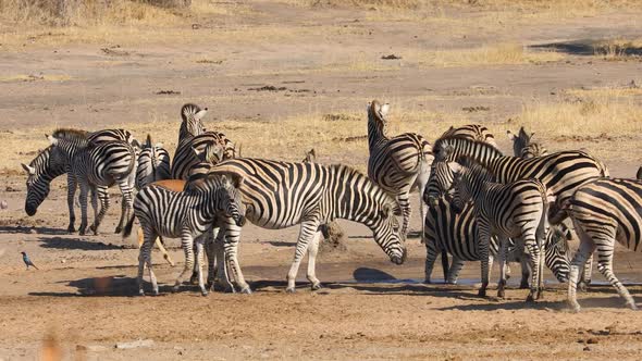 Plains Zebras Drinking Water - Kruger National Park