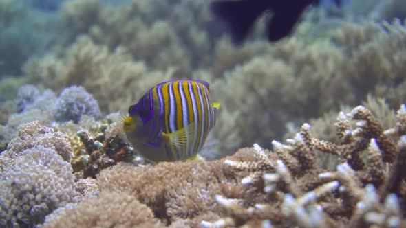 close up shot of a colorful butterfly fish that's swimming close to the sea bottom